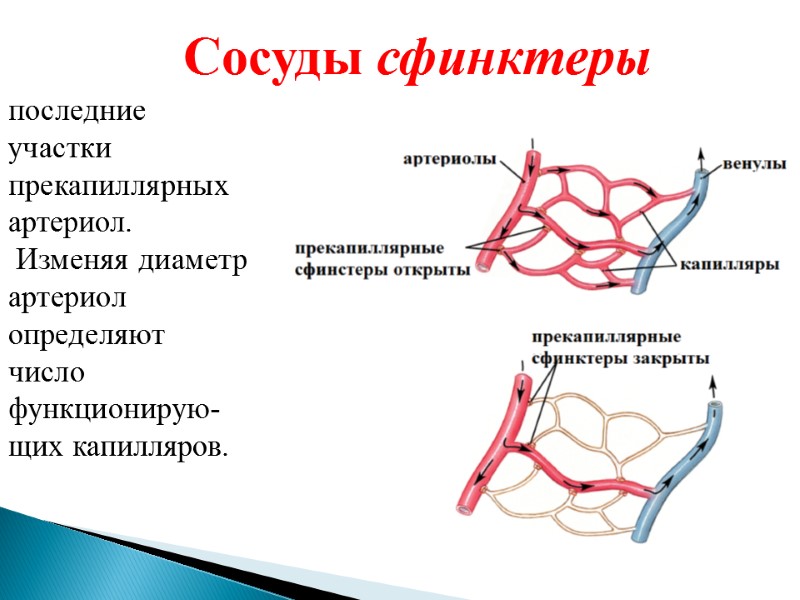 последние участки прекапиллярных артериол.  Изменяя диаметр артериол определяют число функционирую-щих капилляров. Сосуды сфинктеры